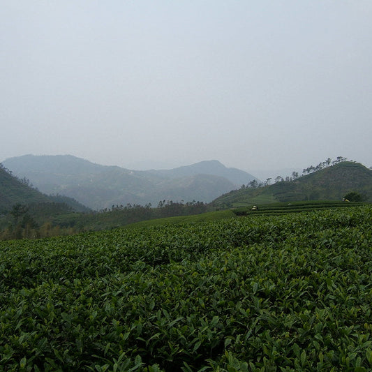 Jasmine Pearls