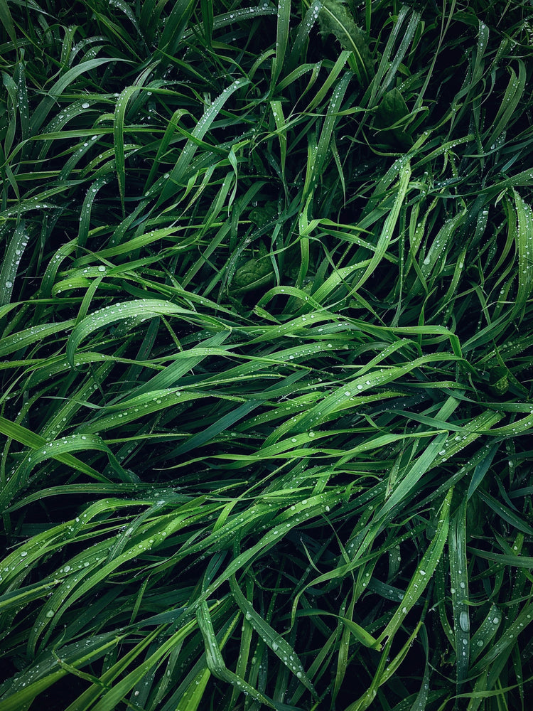 Vegetal