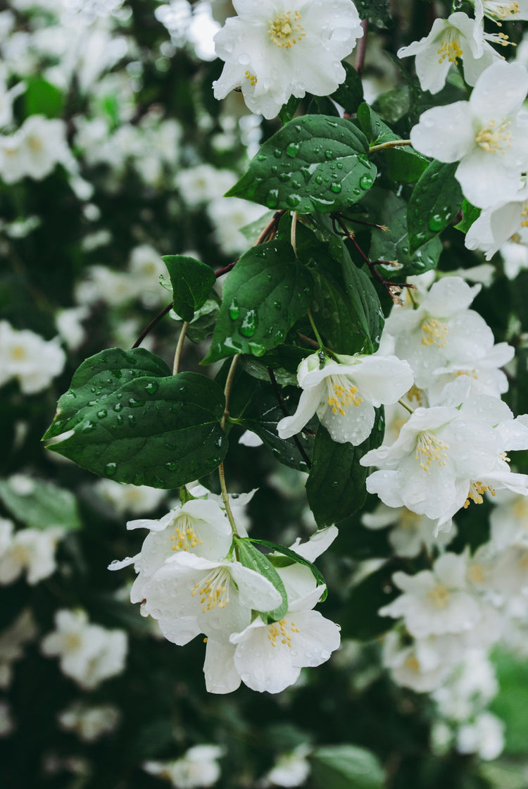 Floral