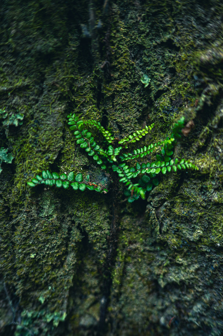 Earthy