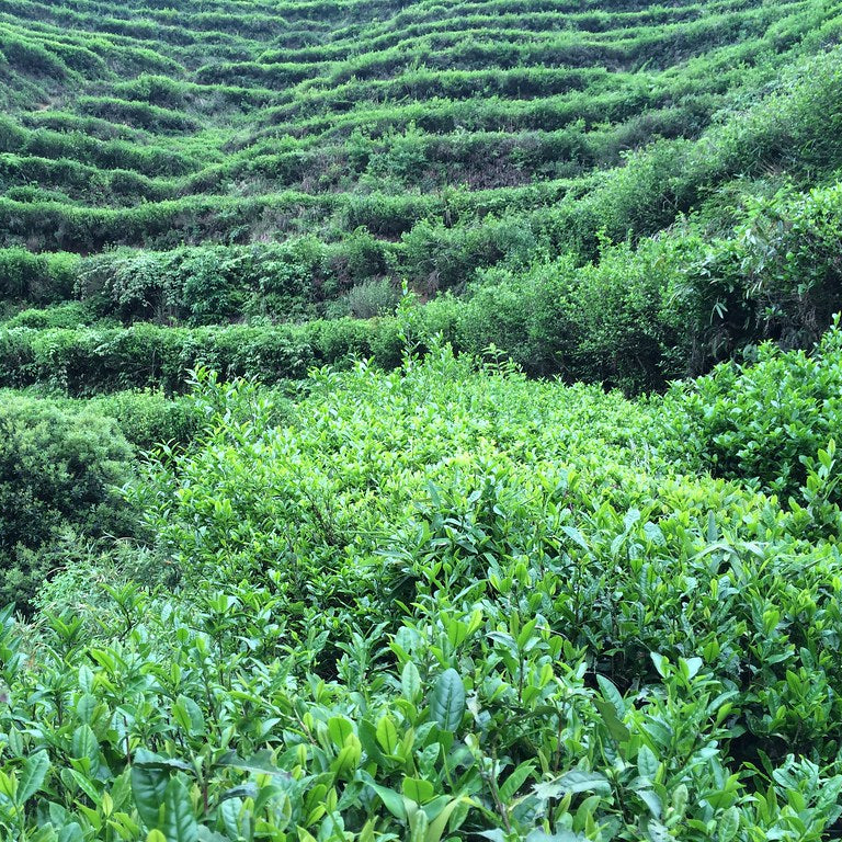 Long Jing Zhejiang