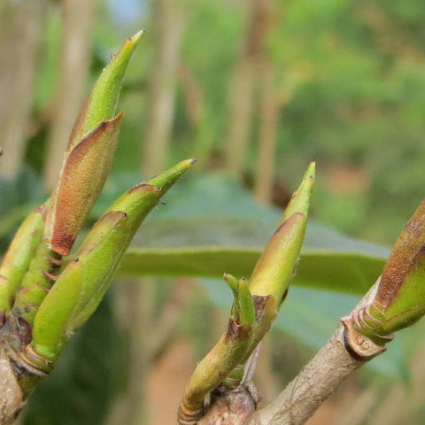 Nan Mei Wild Tree Buds