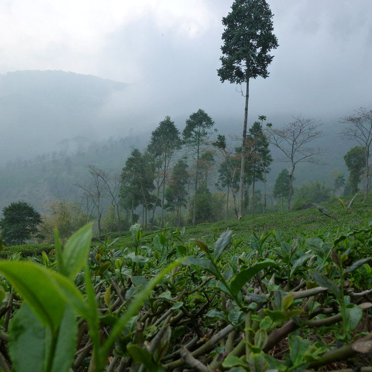 Darjeeling First Flush Jungpana