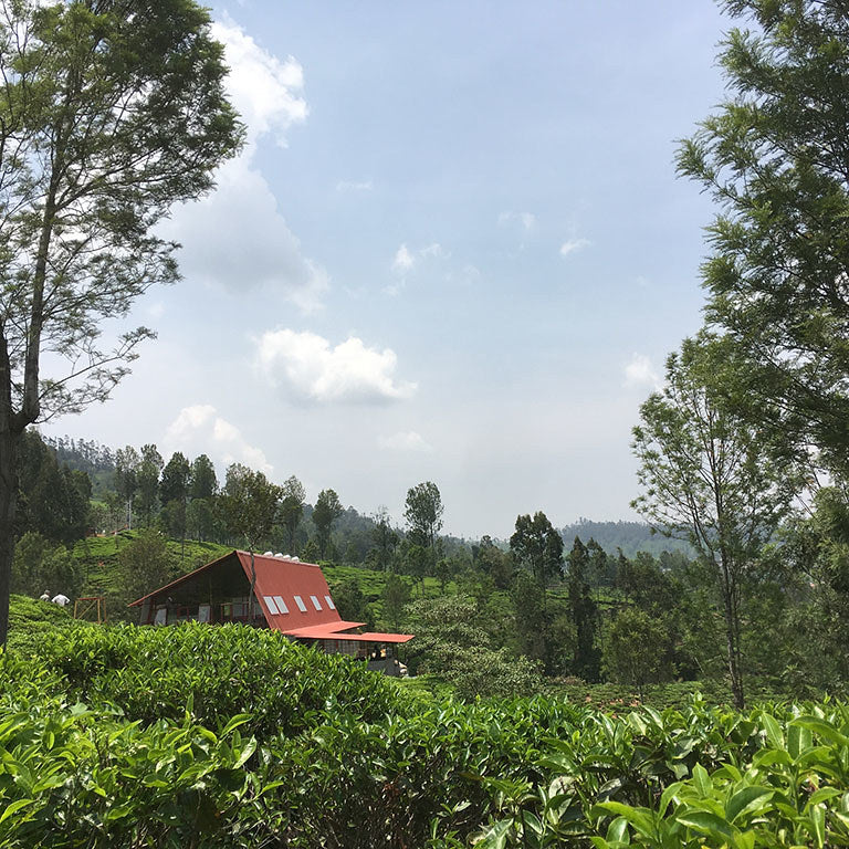 Tea Studio in Nilgiri
