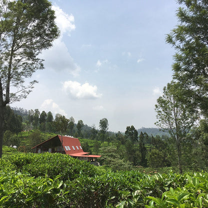 Tea Studio in Nilgiri