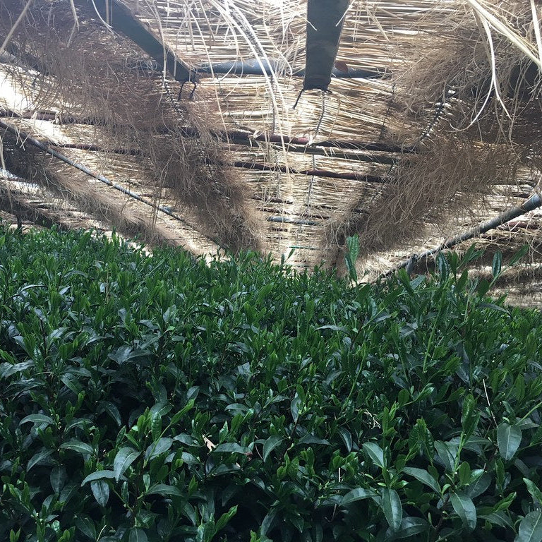 Gyokuro Shizuoka Organic