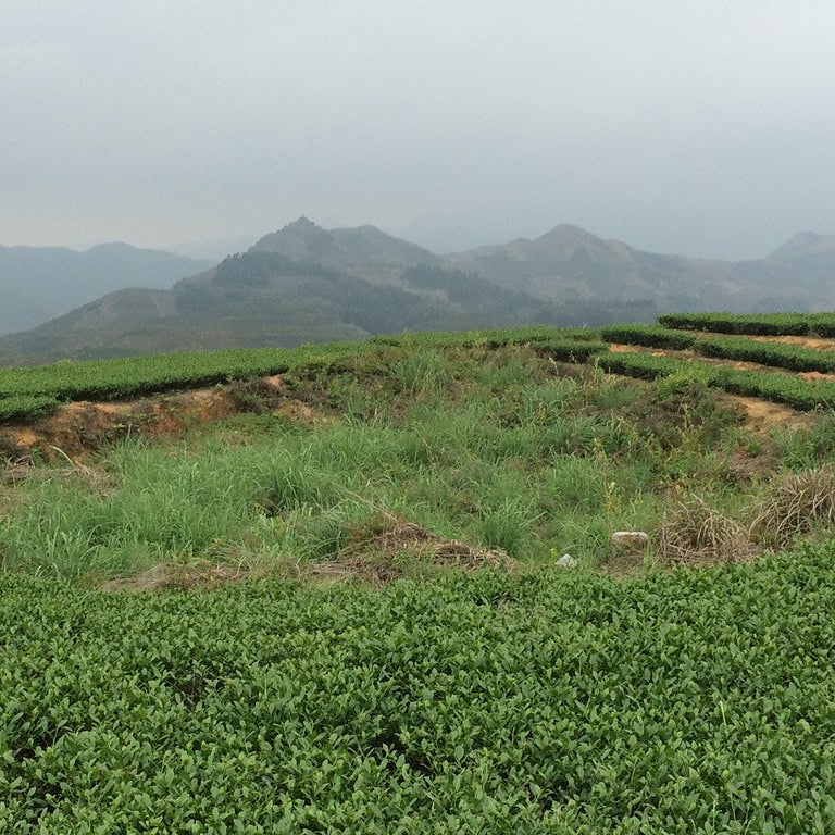 Anxi Tie Guan Yin