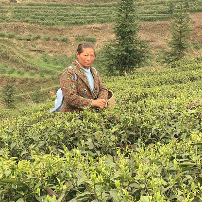 Woman working in a tea field with terraced hills in the background