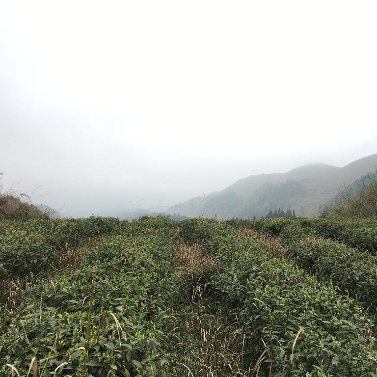 Green tea plantation with misty mountains in the background