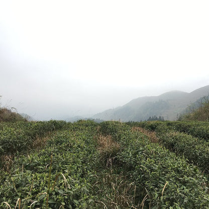 Green tea plantation with misty mountains in the background