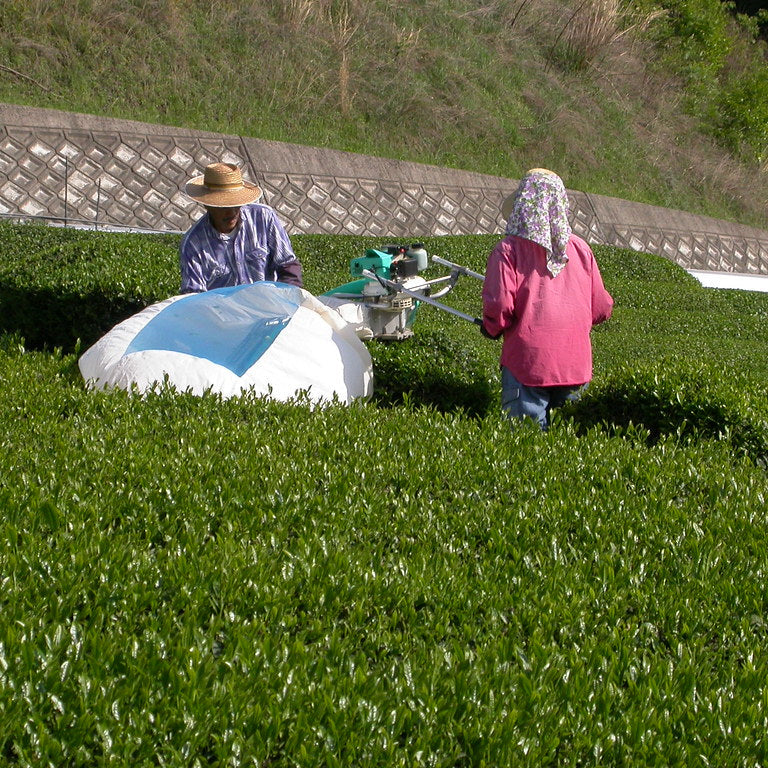 Sencha Nagashima Organic