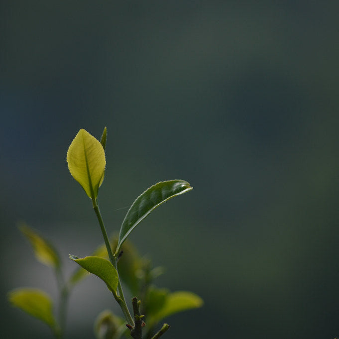 Xin Yang Mao Jian