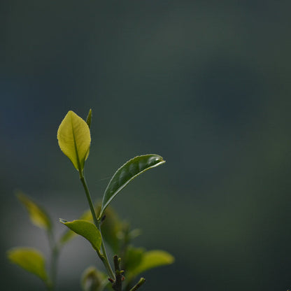 Xin Yang Mao Jian