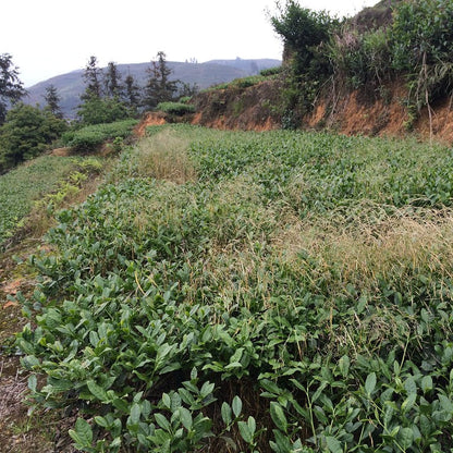 Anxi Tie Guan Yin