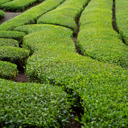 Sencha Ashikubo Organic