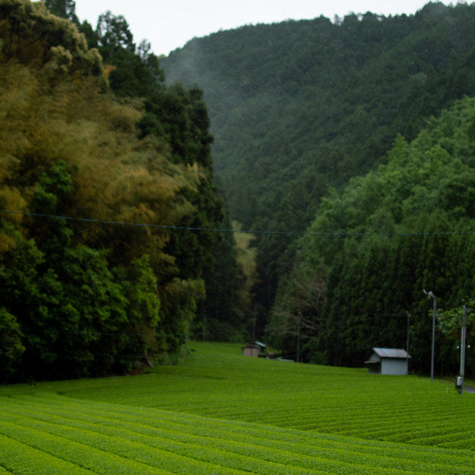 Sencha Ashikubo Organic
