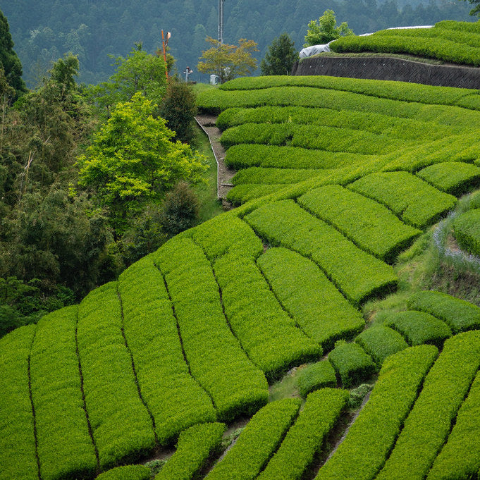 Sencha Nagashima Organic