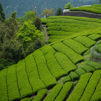 Sencha Nagashima Organic