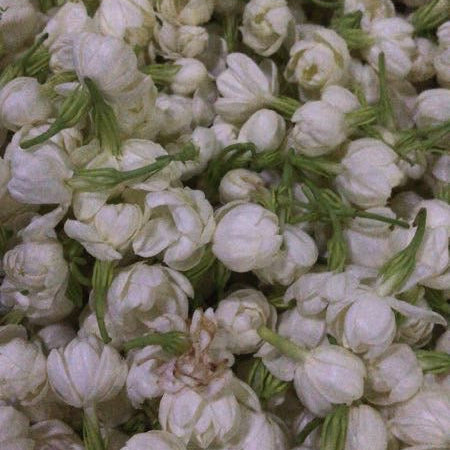 Jasmine Pearls