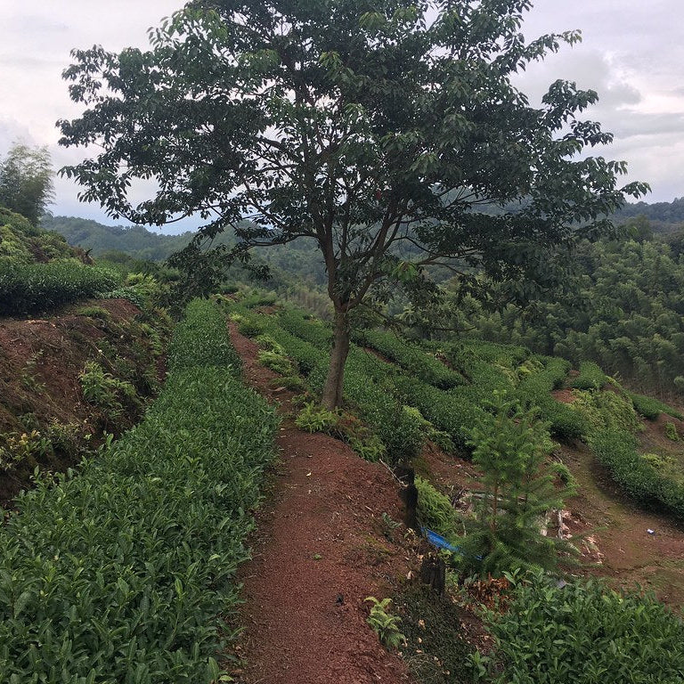 Qi Lan Wuyi