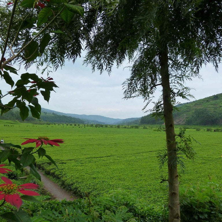 Rwanda Rukeri Organic