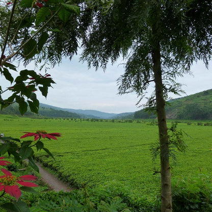 Rwanda Rukeri Organic