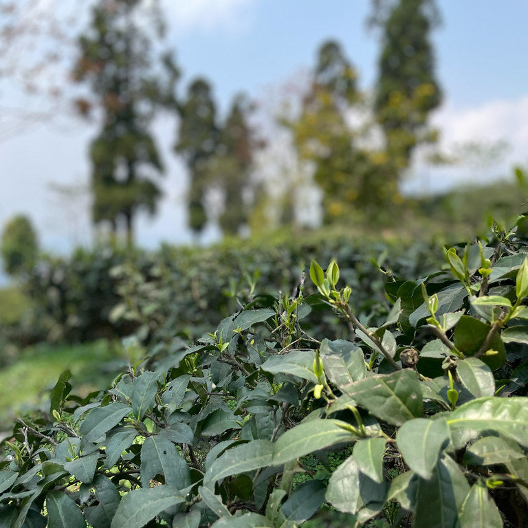 Darjeeling Second Flush Singell Organic
