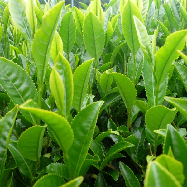 Sencha Nagashima Organic