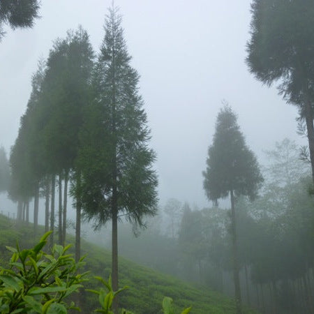 Nepal Autumn Jun Chiyabari Organic